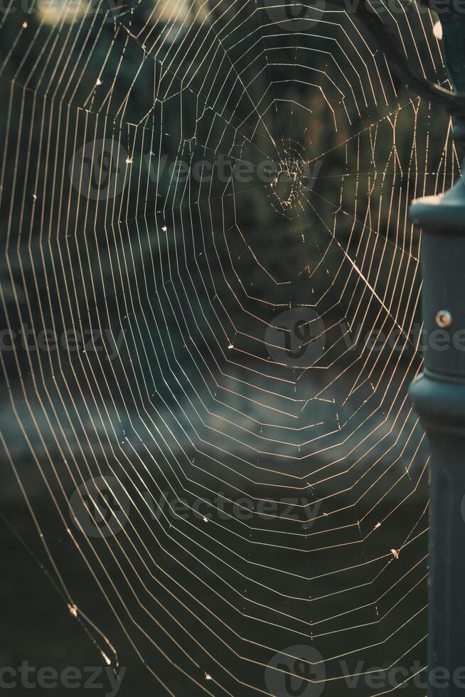 A large, almost perfect quality web is woven on a pole by a spider photo