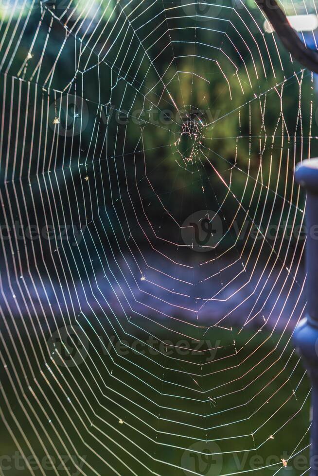 A large, almost perfect quality web is woven on a pole by a spider photo