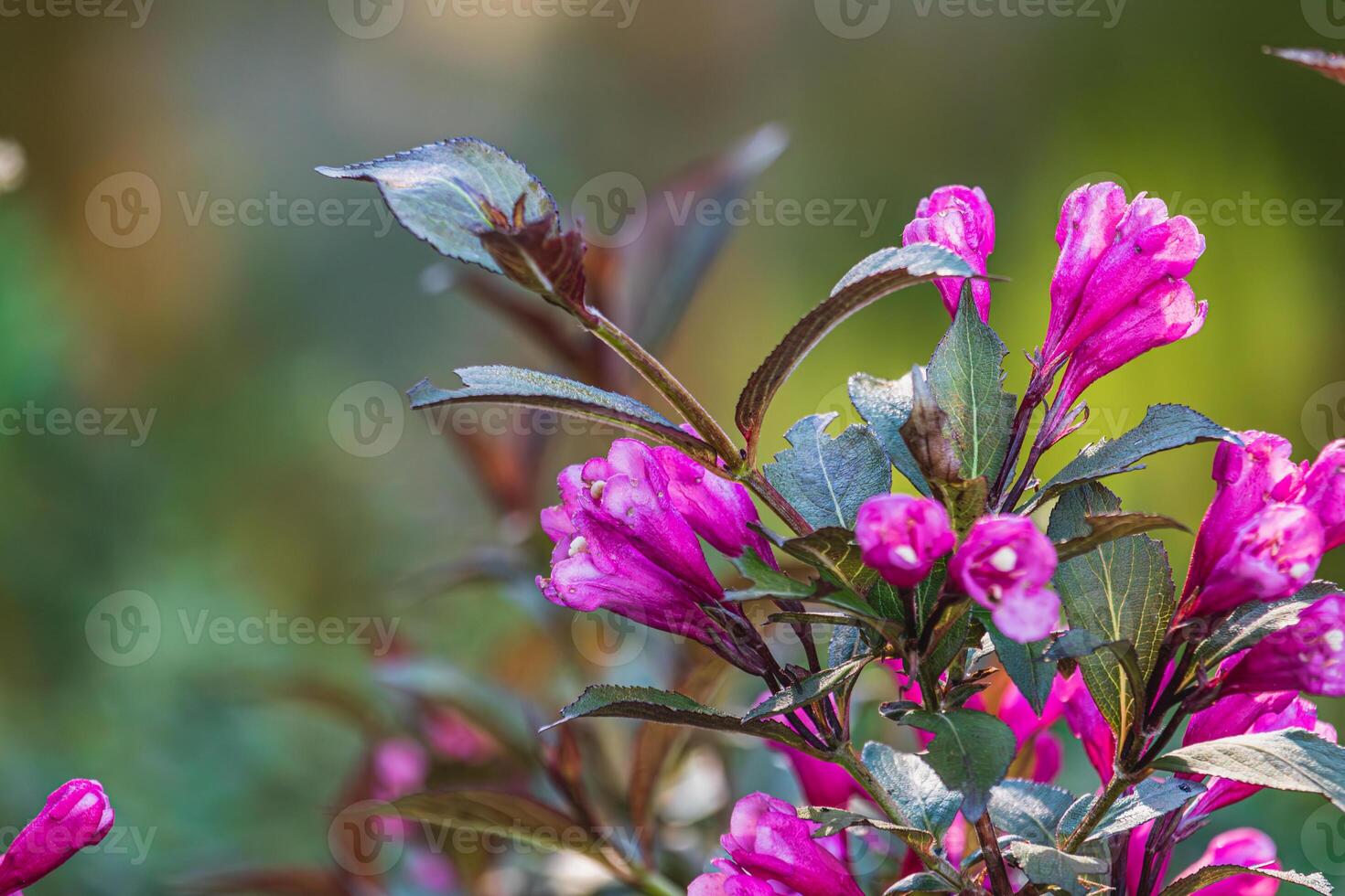 Flowers, Plant, and conifers Tree Abstract Detail photo