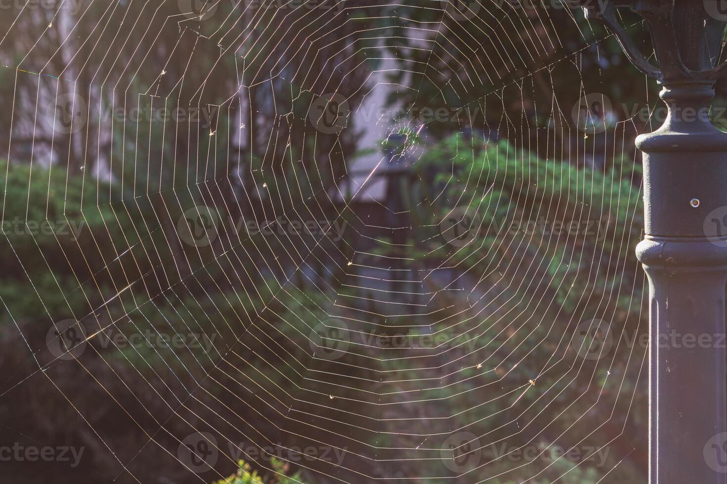 A large, almost perfect quality web is woven on a pole by a spider photo
