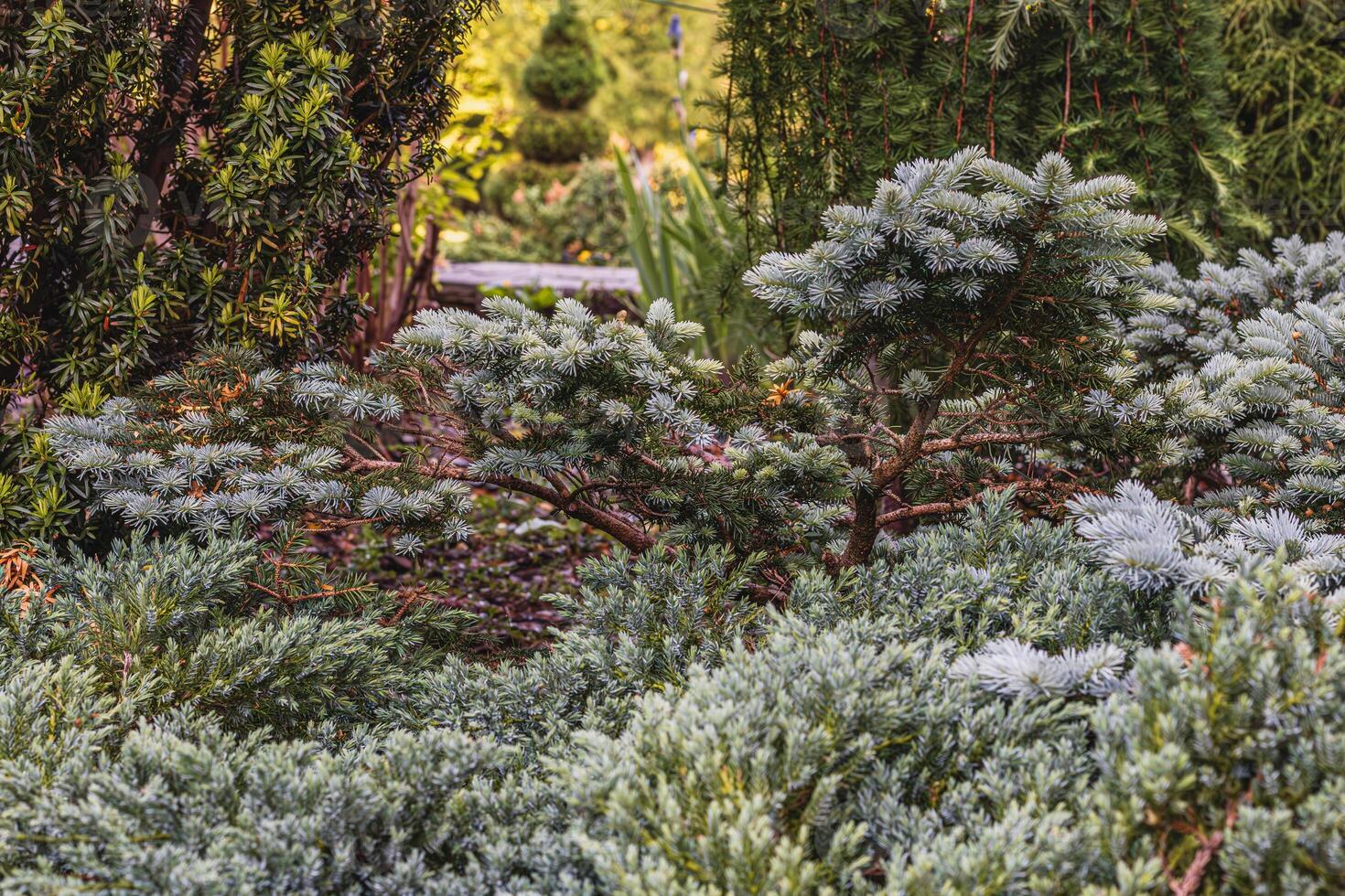 Landscaping of various conifers, trees and shrubs in the park. Photo