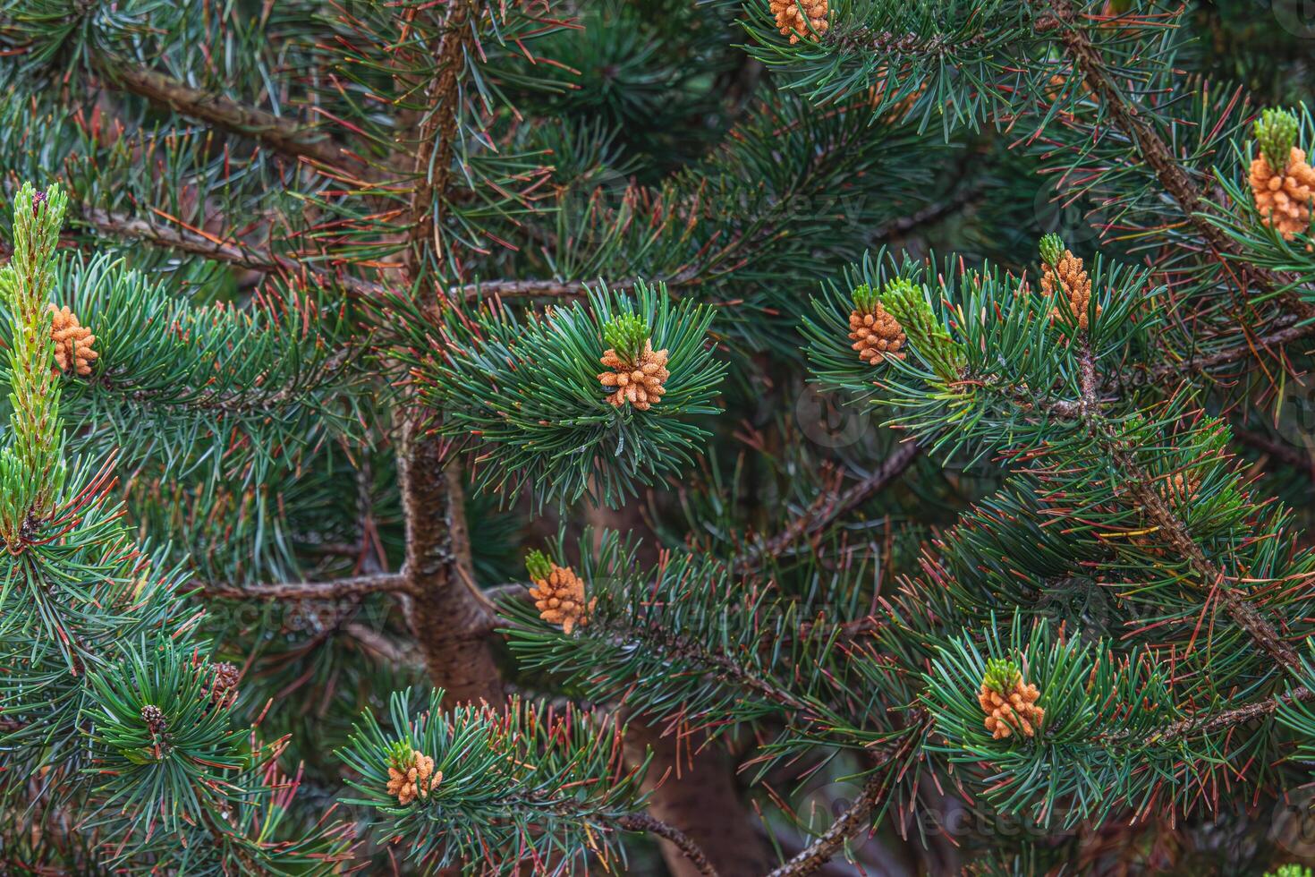 Landscaping of various conifers, trees and shrubs in the park. Photo
