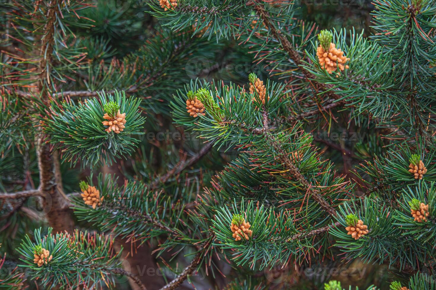 Landscaping of various conifers, trees and shrubs in the park. Photo