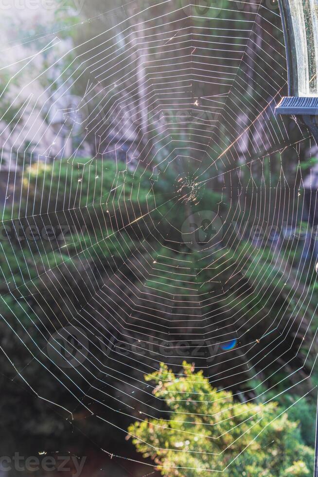 A large, almost perfect web is woven on a pole by a spider at dawn photo