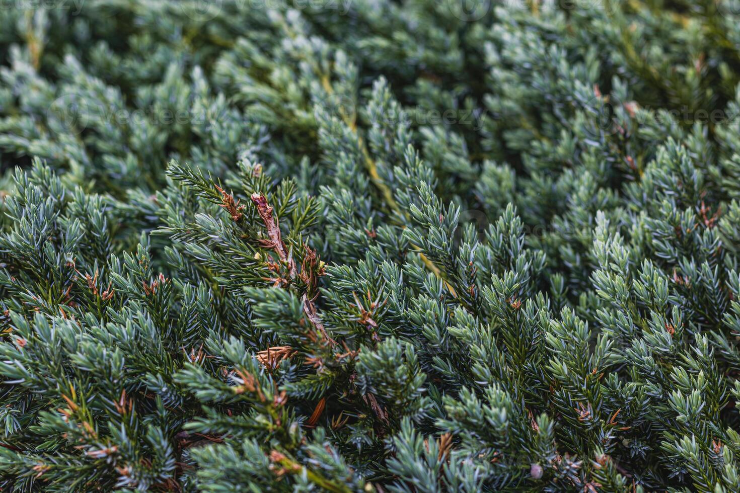 Landscaping of various conifers, trees and shrubs in the park. Photo
