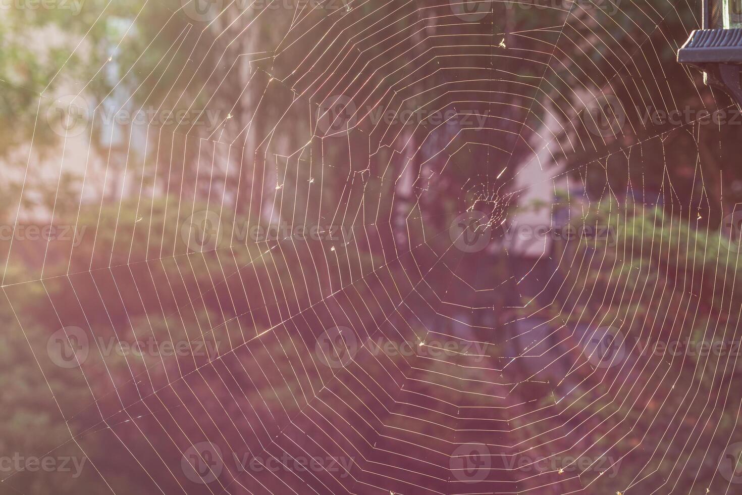 A large almost perfect web is woven on a pole by a spider in a vintage style photo