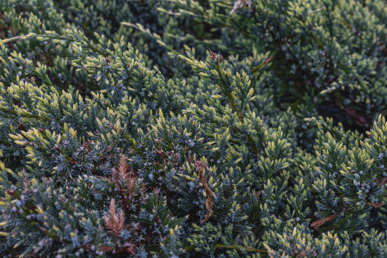 Landscaping of various conifers, trees and shrubs in the park. Photo