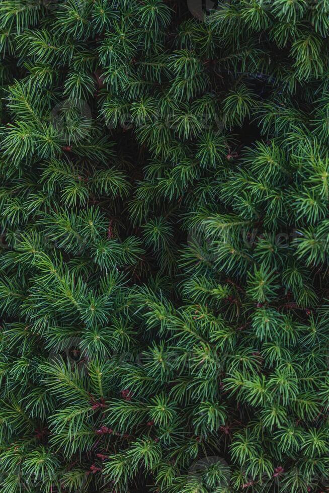 Landscaping of various conifers, trees and shrubs in the park. Photo