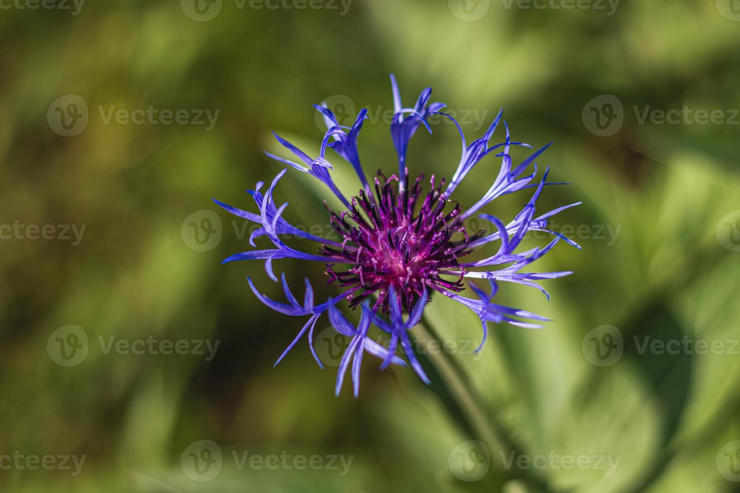 Close up of pretty soft blue cornflower bloom with soft bokeh background photo