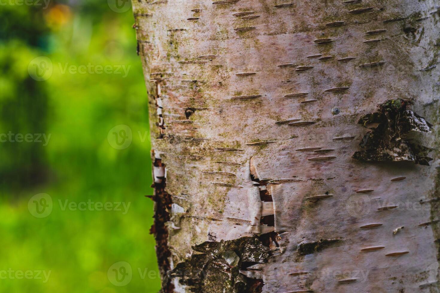 Birch close-up as a background. bark as a concept of birch sap. photo