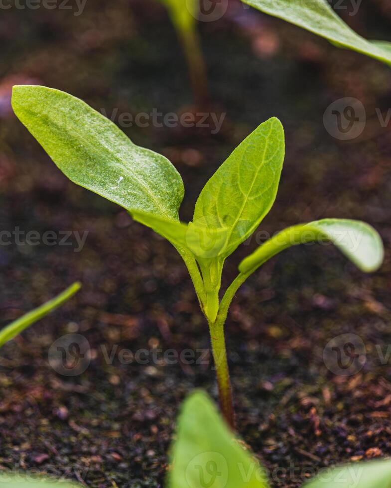 Pepper plantlets in peat tray in greenhouse macro selective focus on some shoots photo