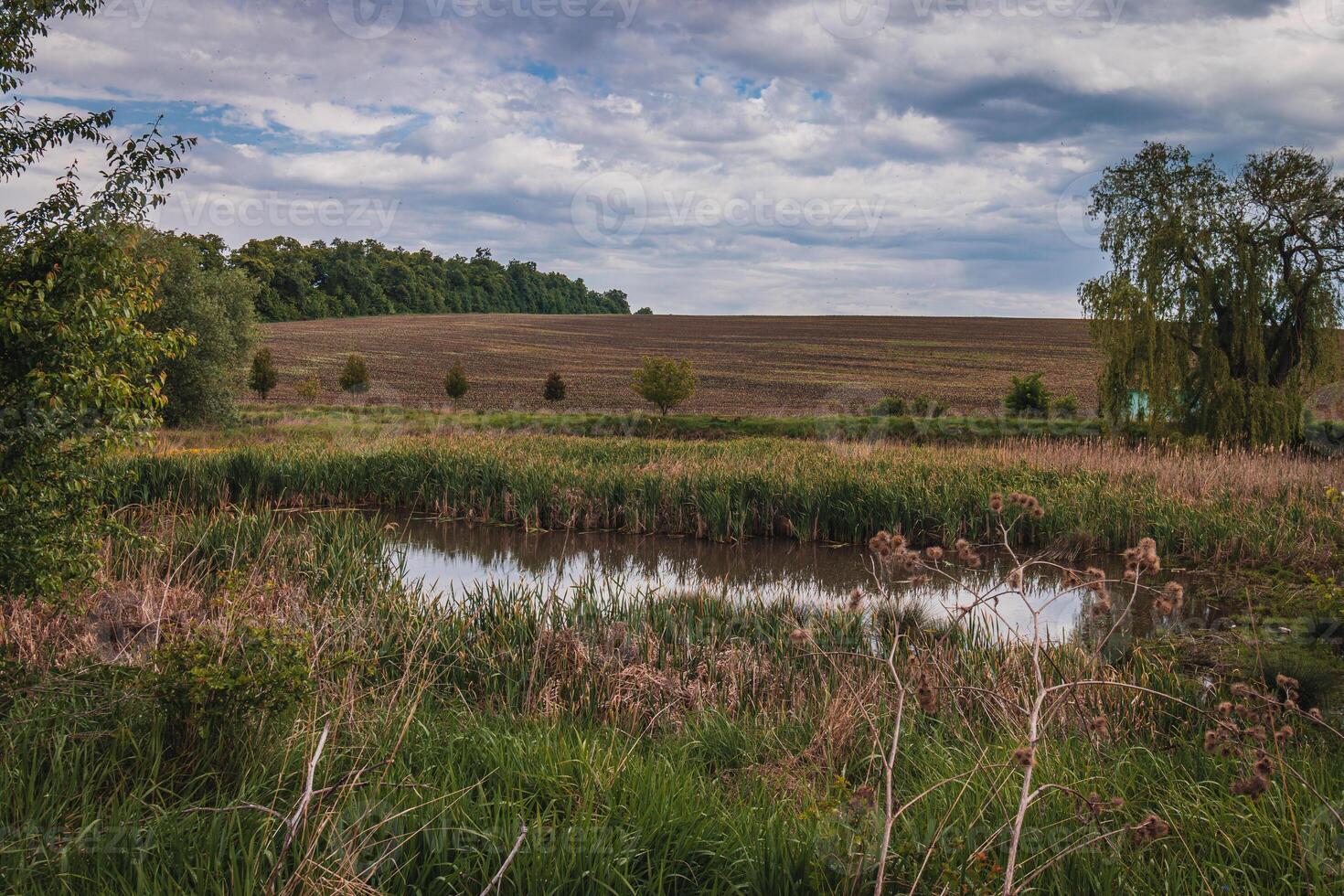 A small pond overgrown with reeds and bushes photo