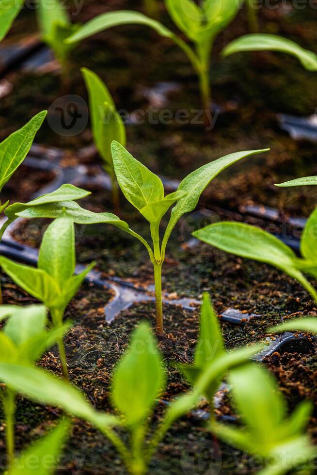 Pepper plantlets in peat tray in greenhouse macro selective focus on some shoots photo