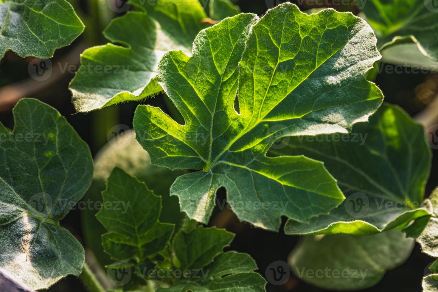 oung water melon, Ready to plant. The concept of harvest, gardening, home garden photo