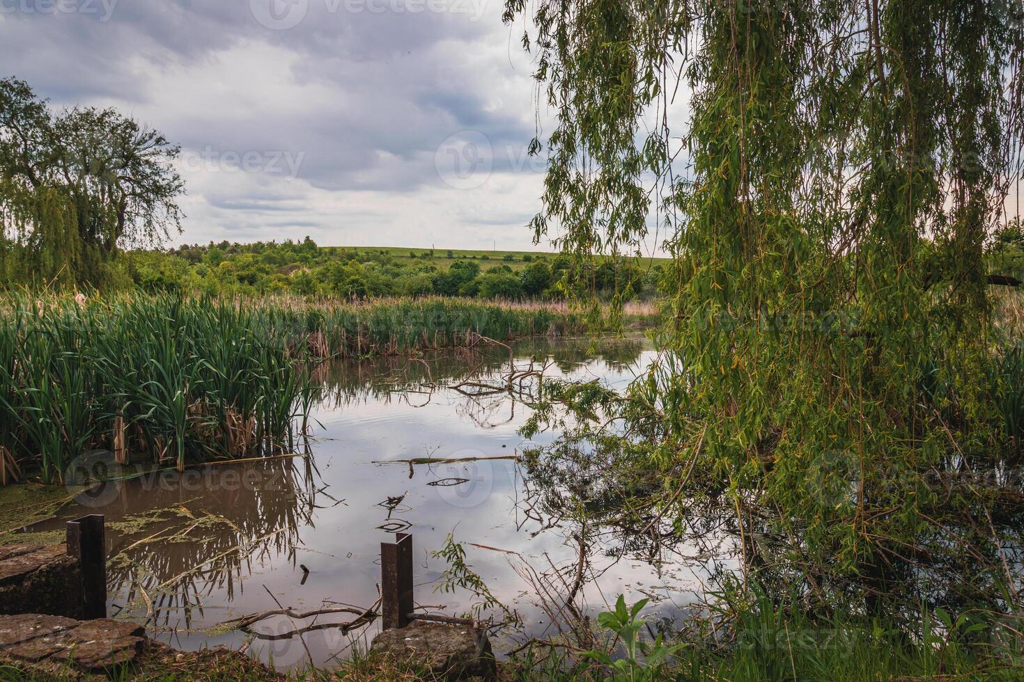 A small pond overgrown with reeds and bushes photo