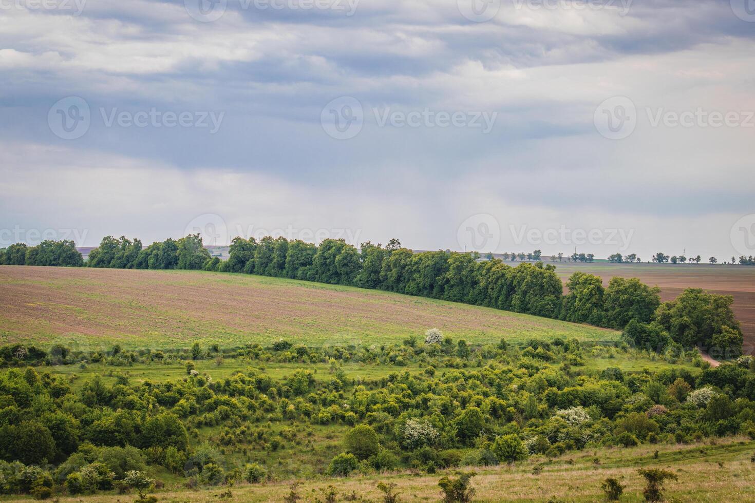 The field sown with plants is divided by old trees and the road into them photo