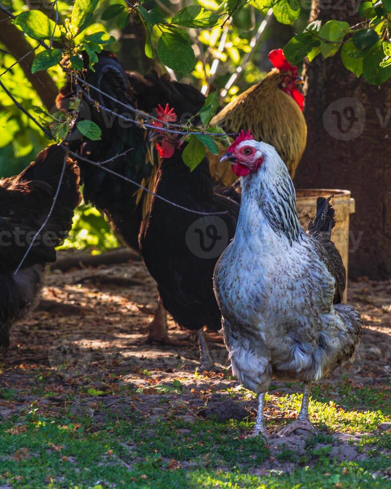A group of chickens stands under a tree photo
