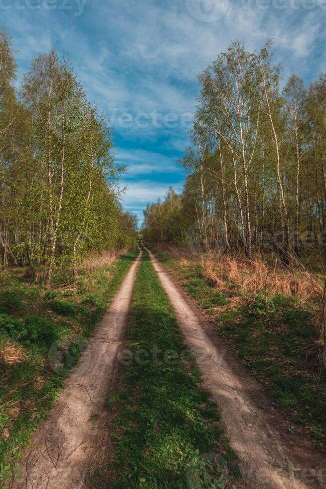 Beautiful green summer forest. Spring background, backdrop photo
