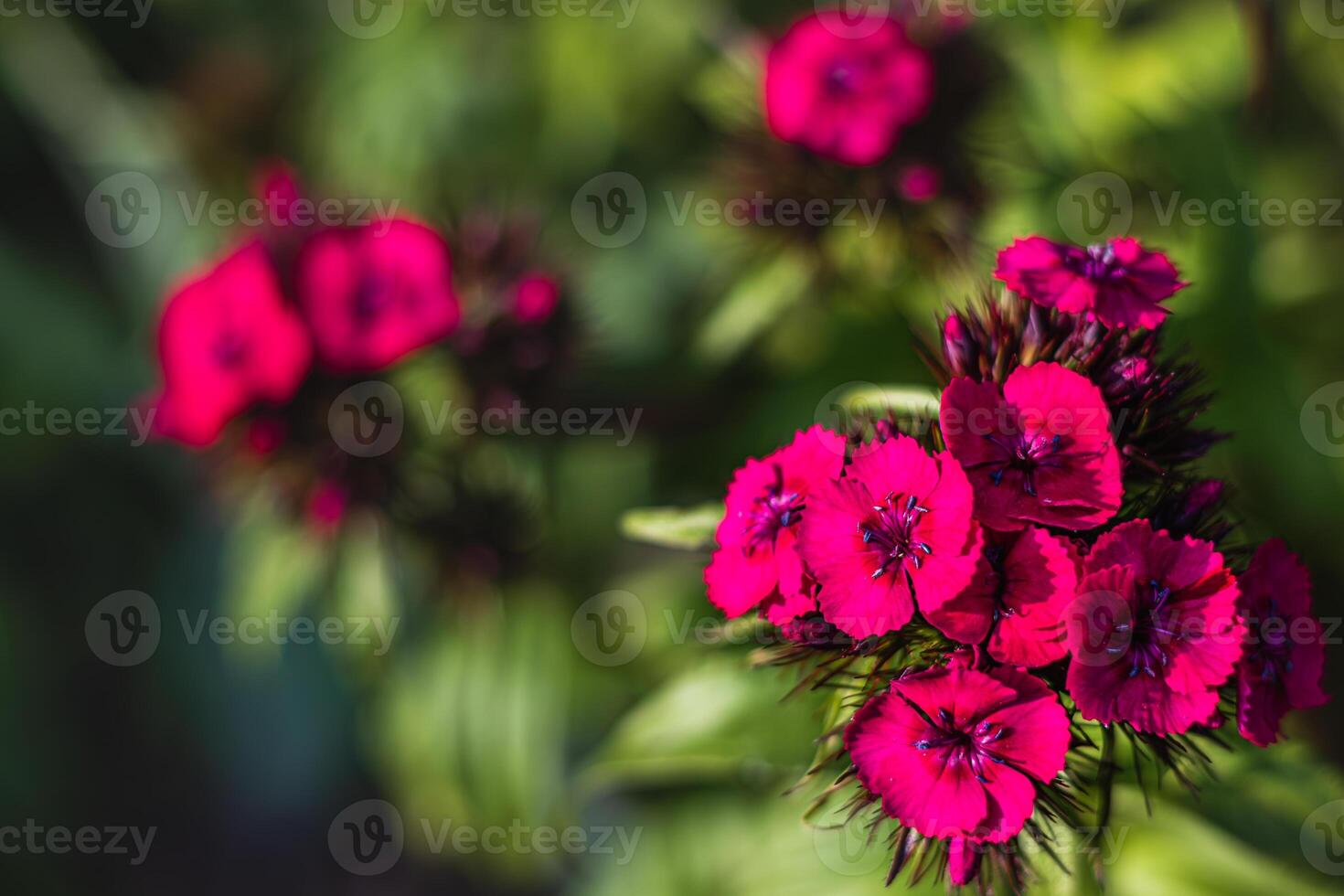 Blooming Purple Turkish cloves close up. Dianthus barbatus. Garden plants. photo
