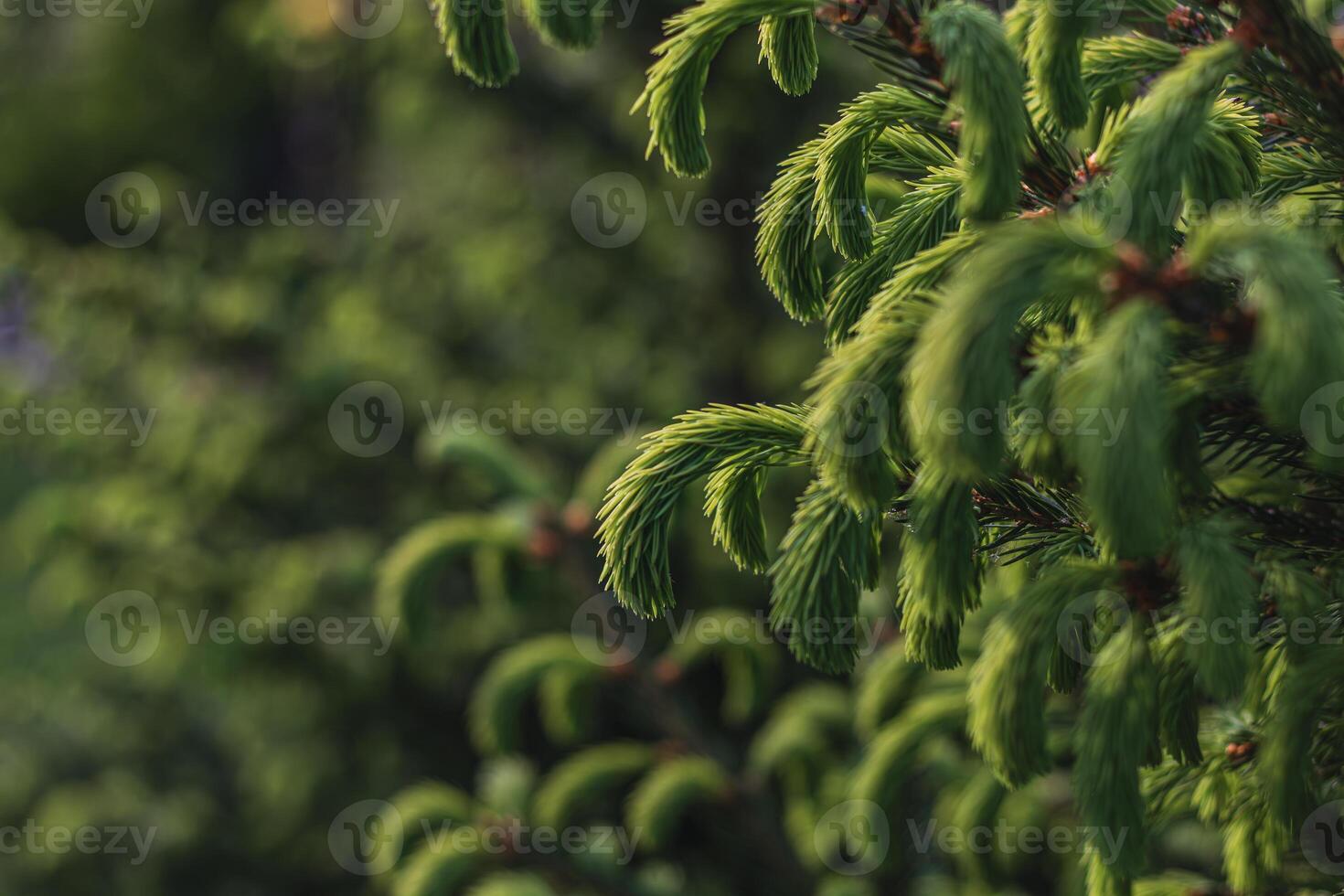 Background from Christmas tree branches Christmas Holiday card photo