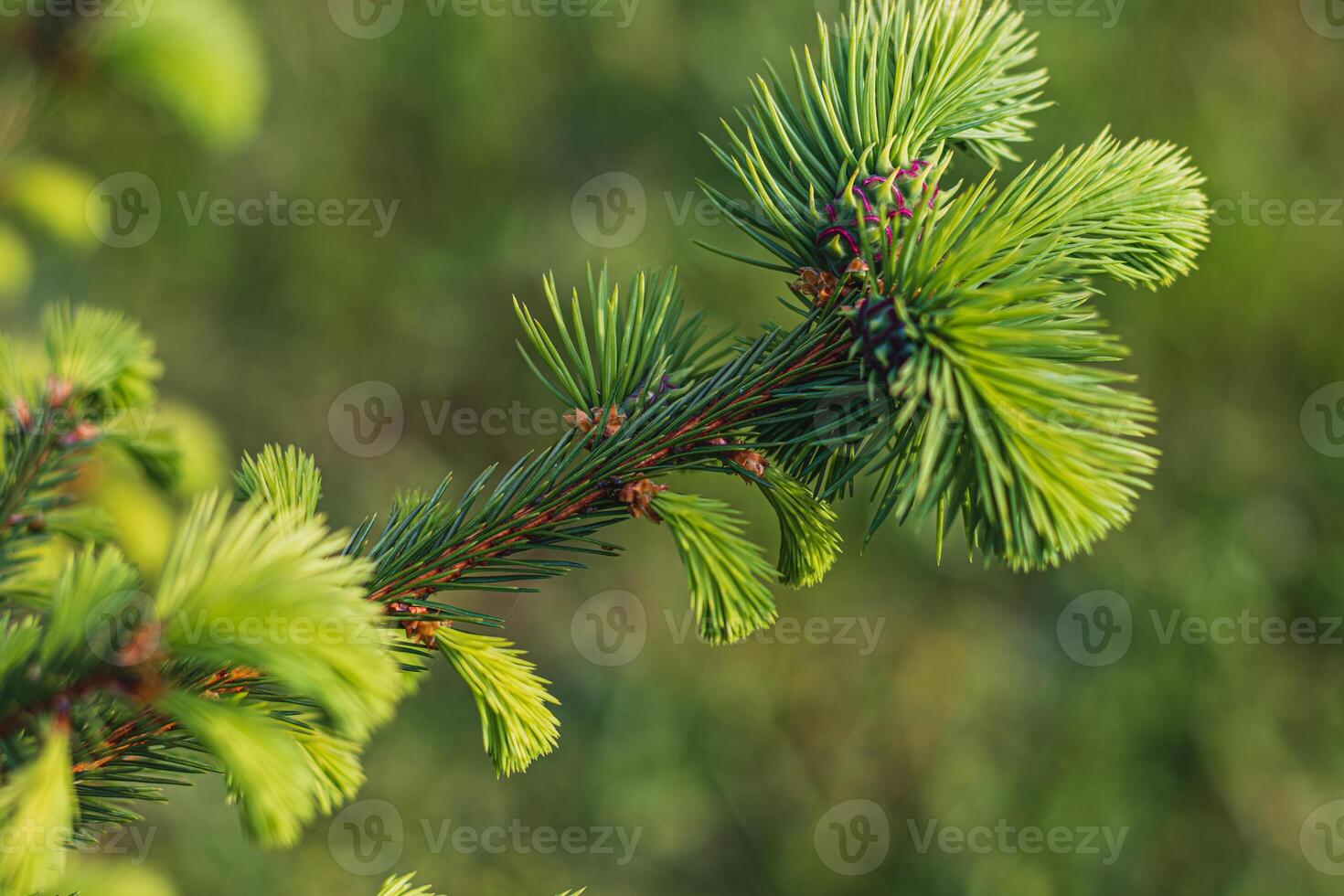 Beautiful green fir tree branches close up. Christmas and winter concept. photo