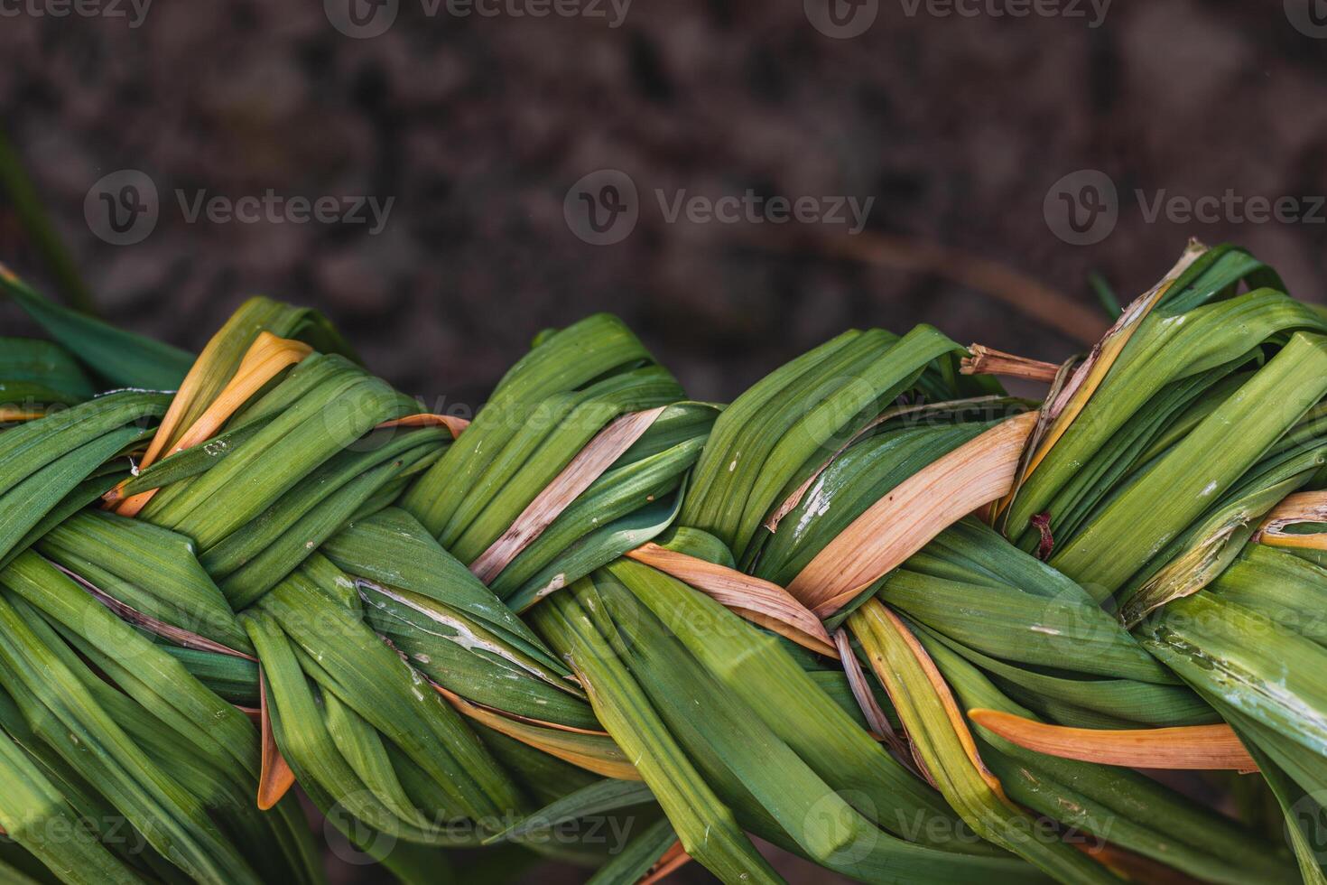 The green stalks of faded daffodils are braided photo