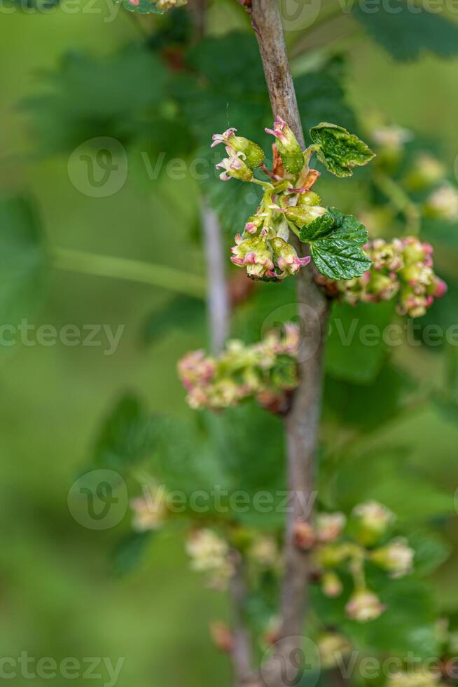 Closeup of flowering red currant twig photo