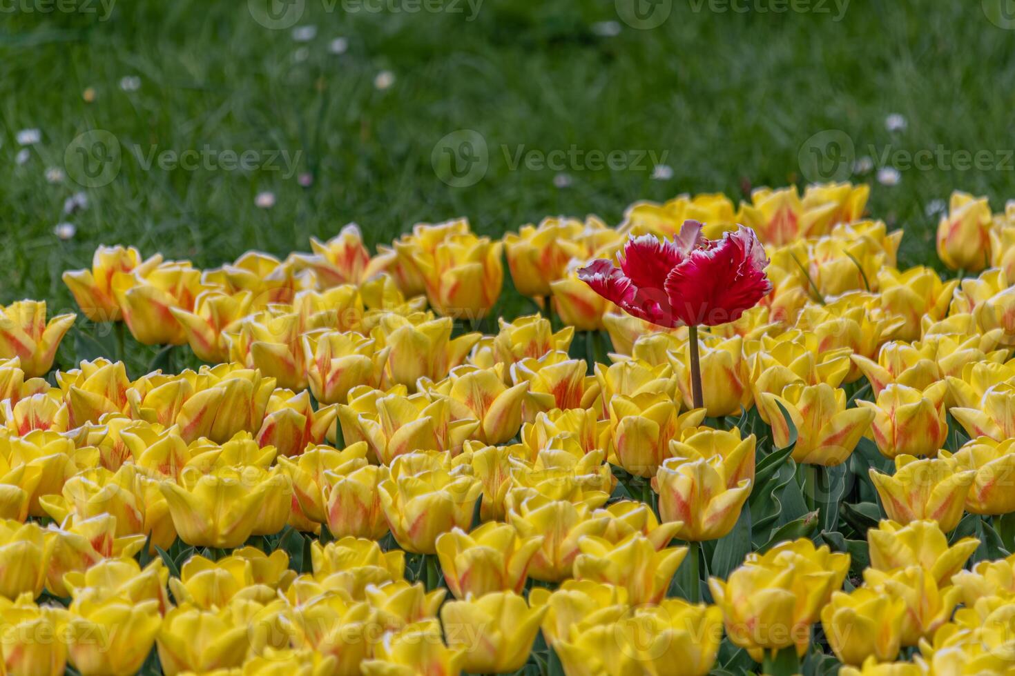 One red tulip in a field between yellow ones photo
