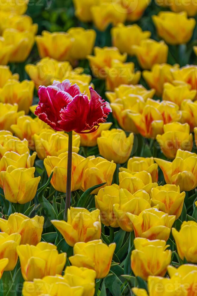 One red tulip in a field between yellow ones photo
