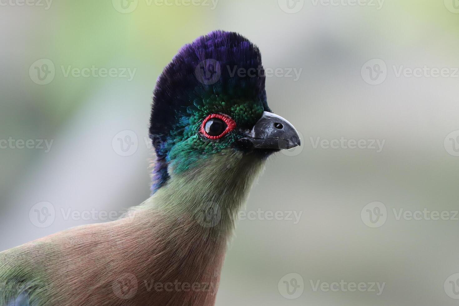 purple crested turaco standing on twig of tree photo