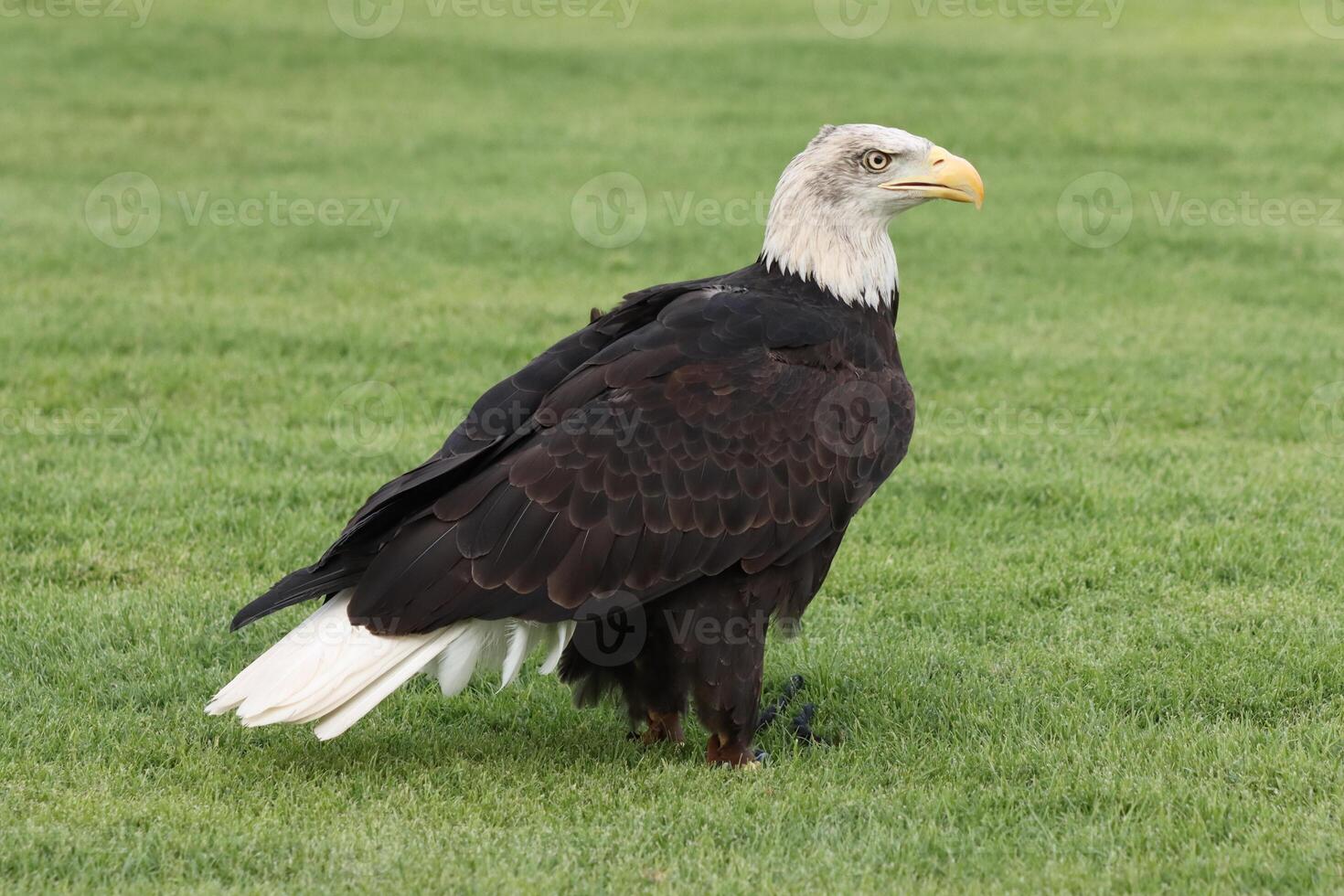 american bald eagle in garden photo