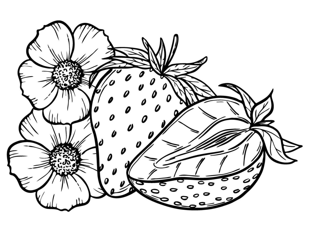 strawberry line art illustration composition with berries leaves and flowers, hand drawn botanical outline sketch, monochrome drawing. Design element for coloring book, background, pattern vector