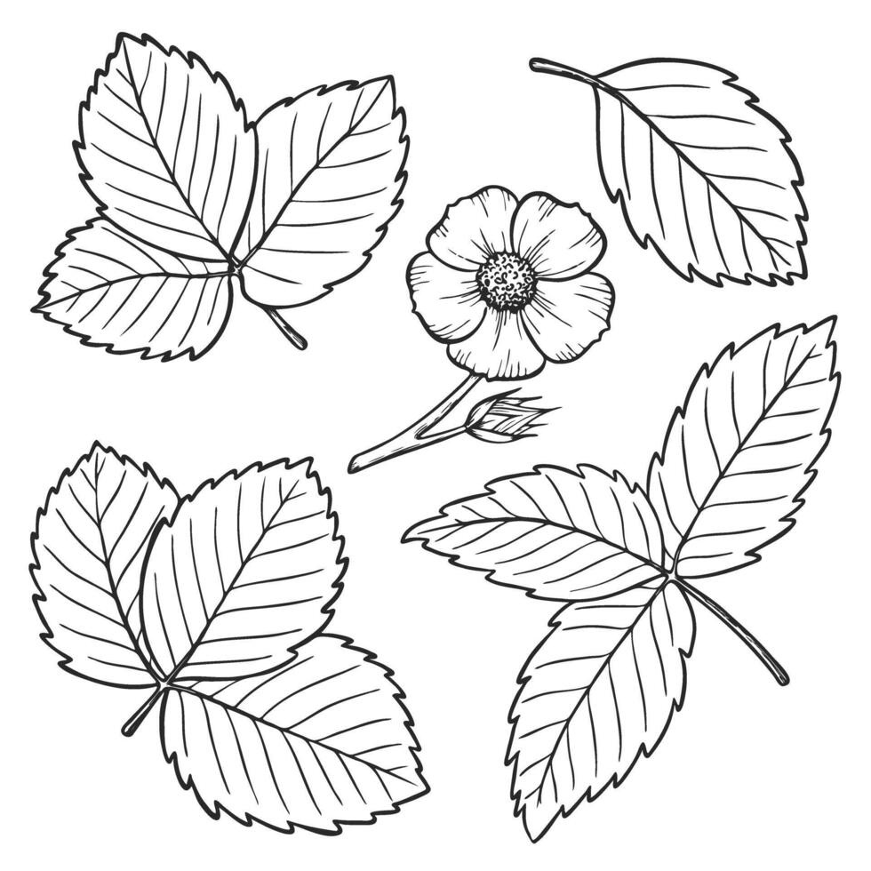 Strawberry plant leaves and flowers line art illustration set, hand drawn botanical outline drawing, monochrome sketch. Design elements for coloring book, background, pattern, packaging vector