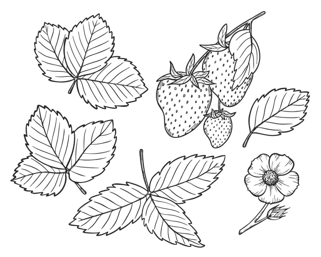 Strawberry line art illustration set with berries, leaves and flowers, hand drawn botanical outline drawing, monochrome sketch. Design elements for coloring book, background, pattern, packaging vector