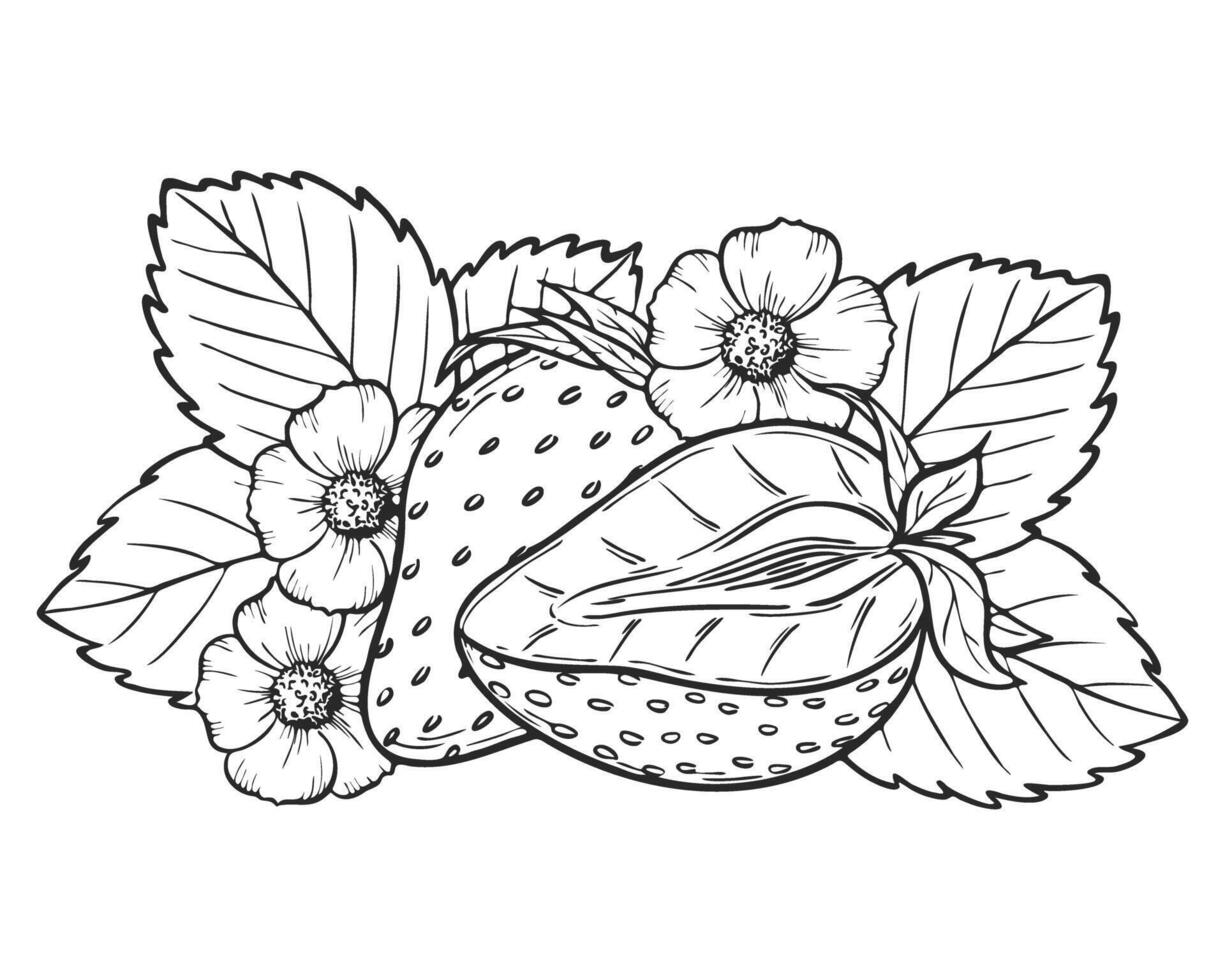 Strawberry line art illustration composition with berries, leaves and flowers, hand drawn botanical outline sketch, monochrome drawing. Design element for coloring book, background, pattern. vector