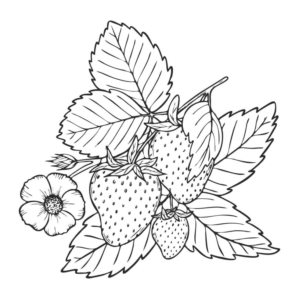 Strawberry line art illustration composition with berries, leaves and flowers, hand drawn botanical outline sketch, monochrome drawing. Design element for coloring book, background, pattern. vector