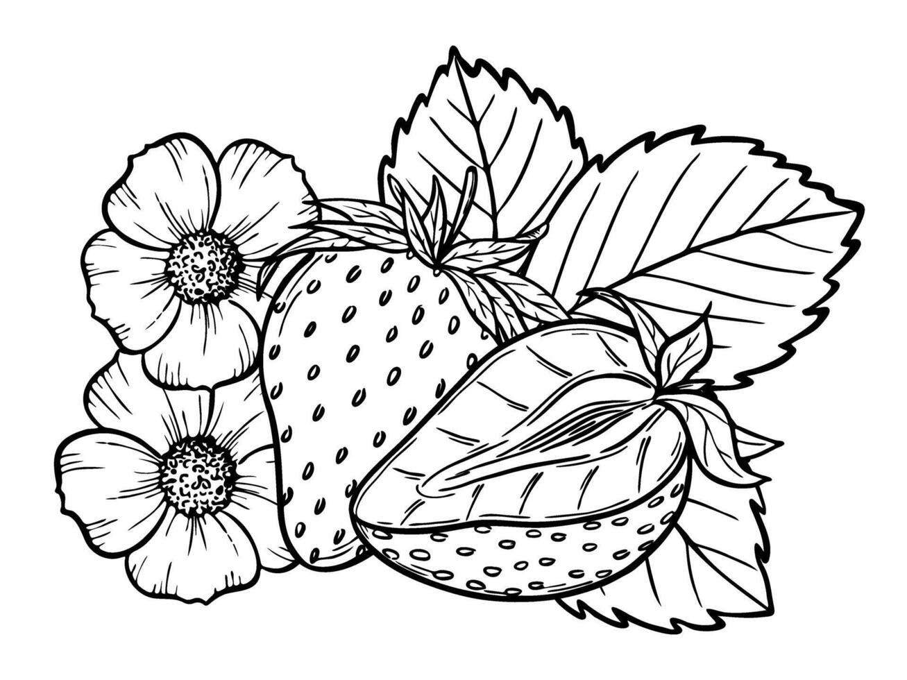 strawberry line art illustration composition with berries, leaves and flowers, hand drawn botanical outline sketch, monochrome drawing. Design element for coloring book, background, pattern vector