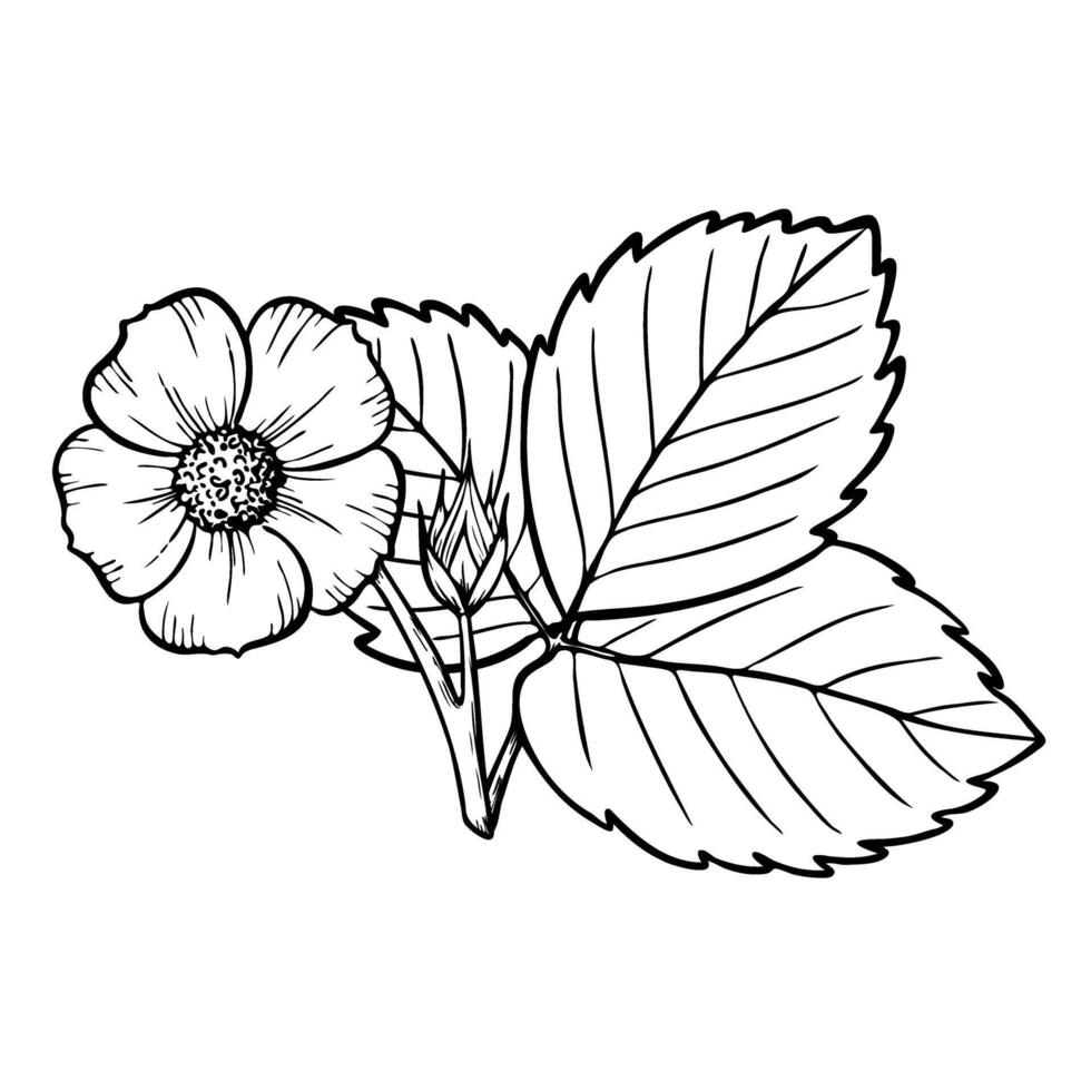 strawberry plant flower and leaves composition, line art illustration, hand drawn floral outline sketch, botanical drawing. Design element for coloring book, background, pattern, packaging vector