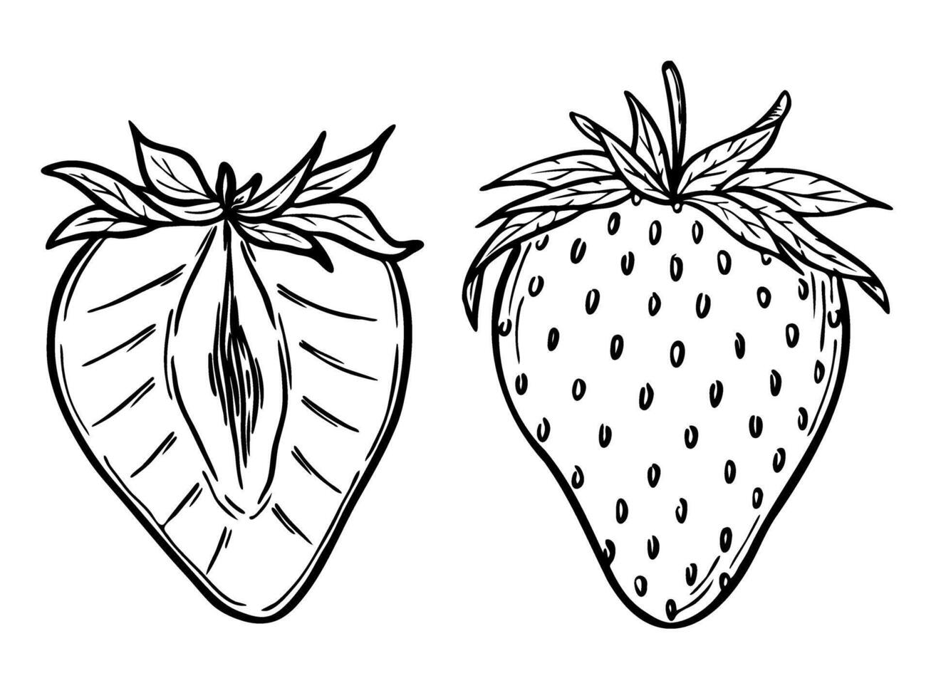 strawberries set, line art drawing, hand drawn botanical outline illustration. Summer fruit monochrome drawing. Isolated design elements for coloring book page, background, pattern, packaging. vector