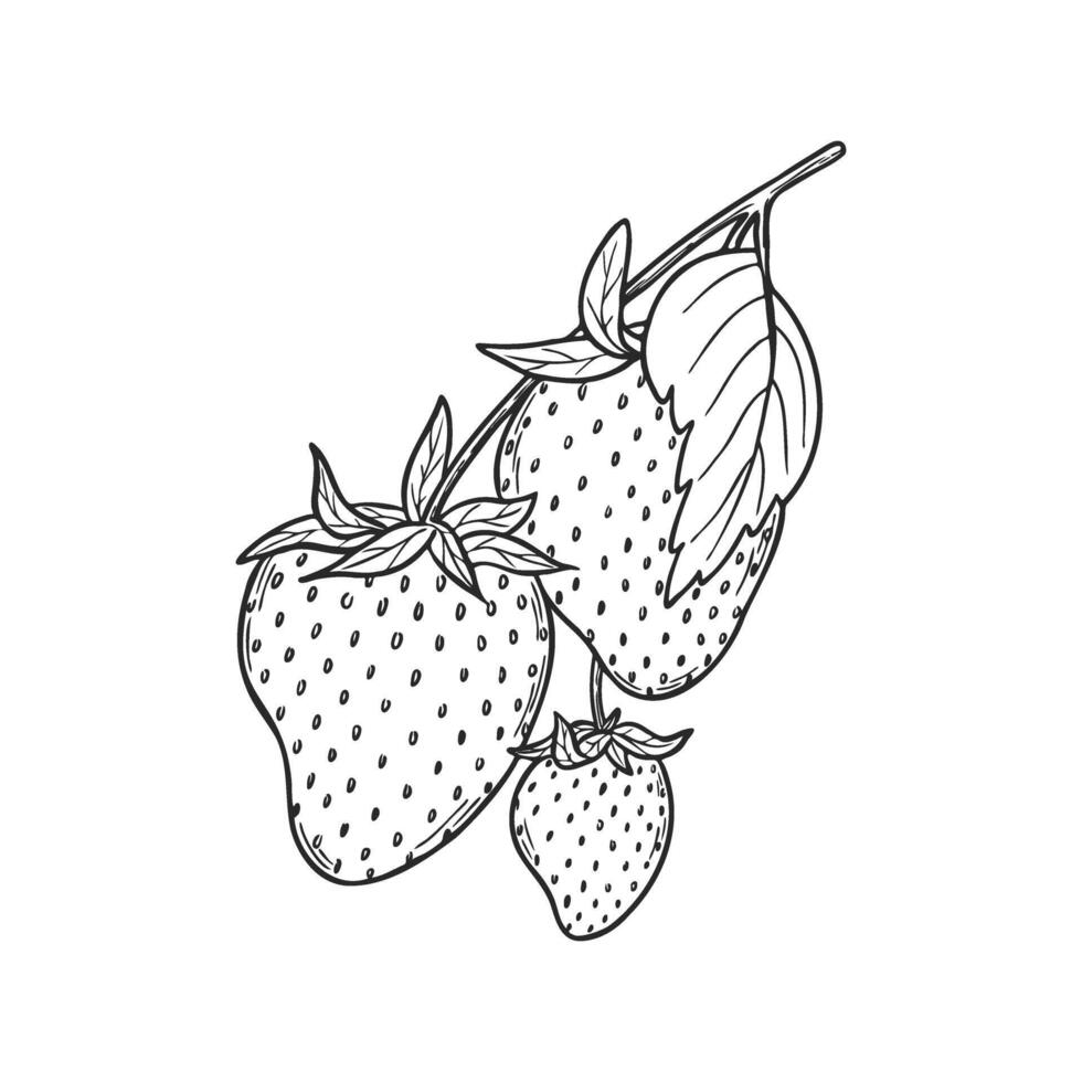 Strawberry line art illustration composition with berries and leaves, hand drawn botanical outline sketch, monochrome drawing. Design element for coloring book page, background, pattern, logo. vector