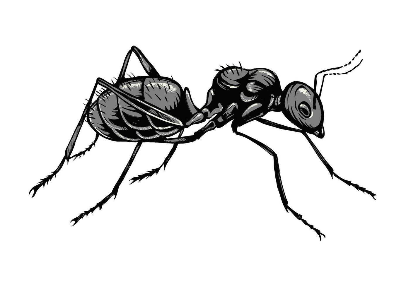 Black ant insect crawling with six legs and two antennae side view illustration vector
