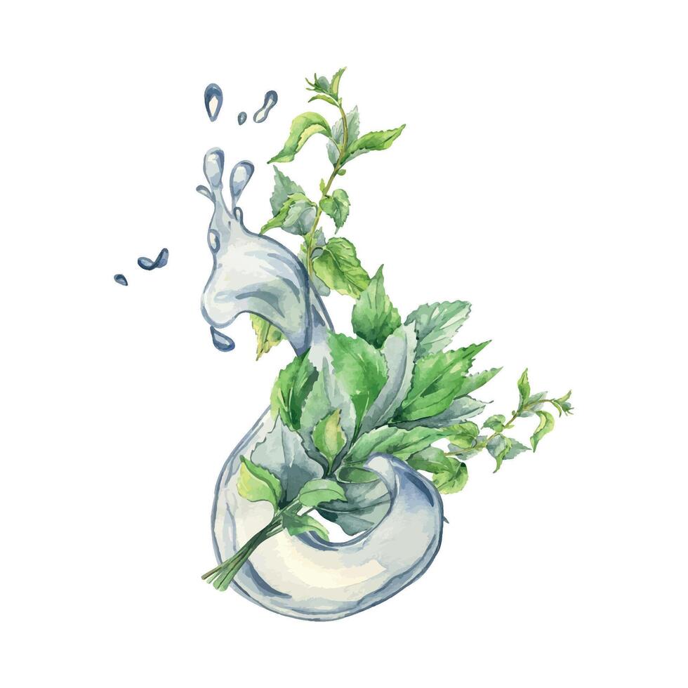 Bush of nettles in water splash. Watercolor illustration of the herbal plant Urticaria dioica. Water wave and green leaf, stinging plant hand drawn. Element for label, packaging cosmetic, apothecary vector