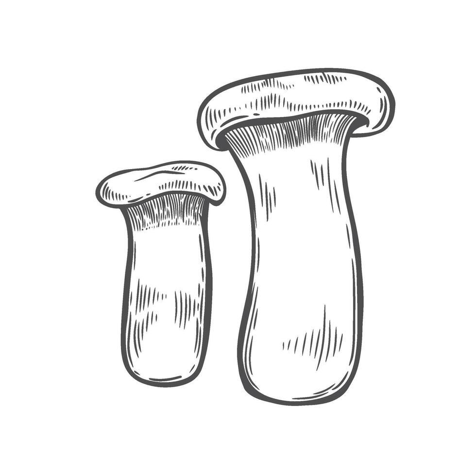 Line drawing two eringi mushrooms illustration. vector