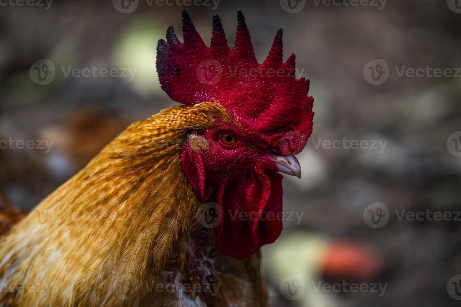 2023 10 14 cogollo gallina 18 foto