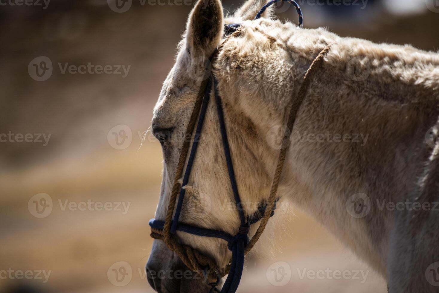 2023 8 24 Peru horses 50 photo