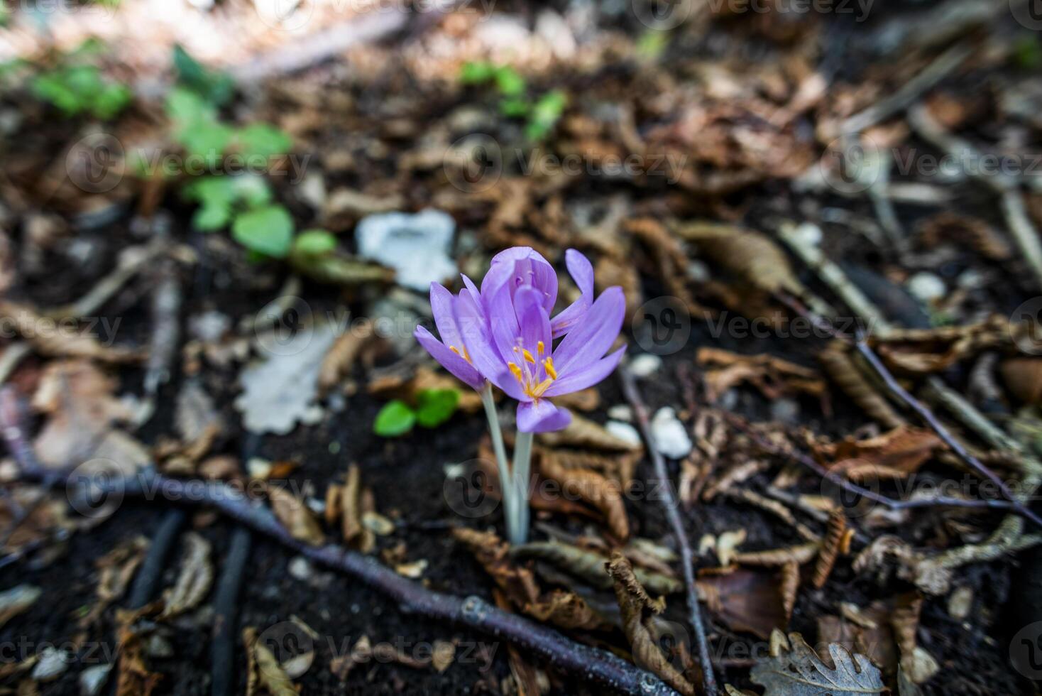 2023 9 9 23 vidor colchicum multiflorum sesenta y cinco foto