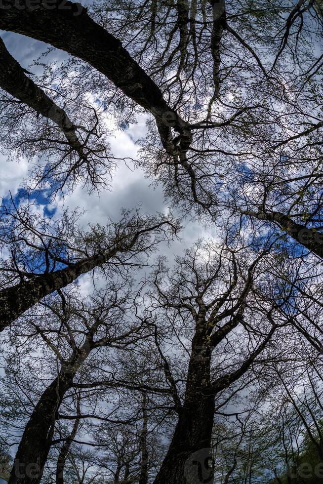 bare crowns and clumsy branches of huge oak trees growing in blue sky in sunny day photo