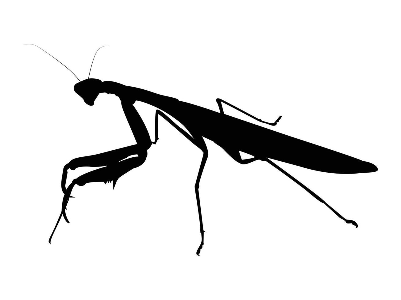 Praying Mantis silhouette illustration vector