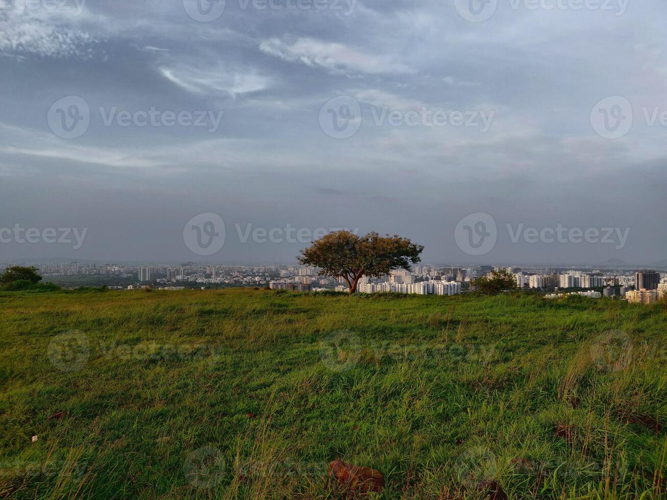 A single tree on a green hill with the city in the background. photo
