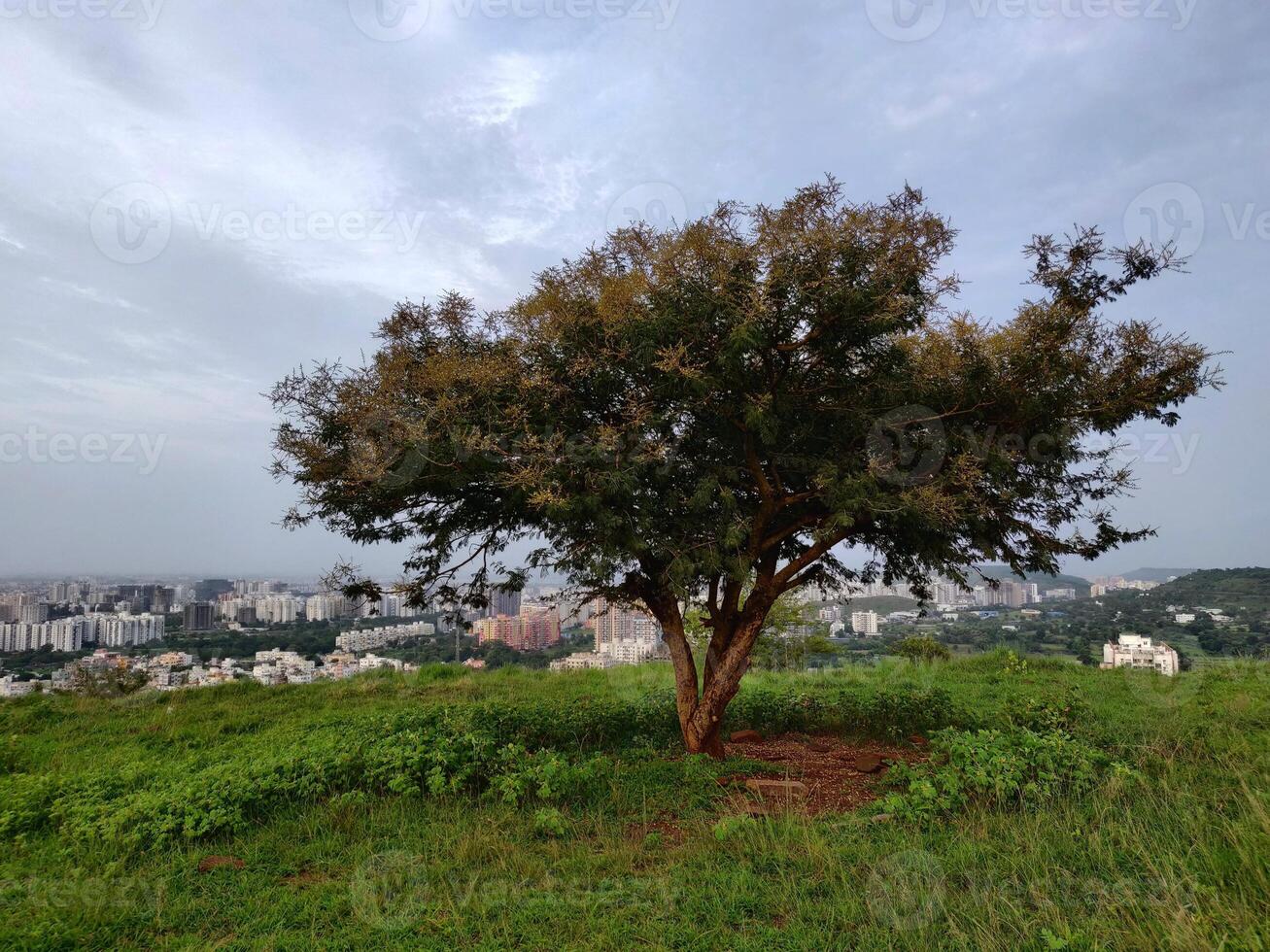 A single tree on a green hill with the city in the background. photo